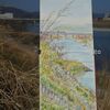 今日はこれ　「自分遺産」の　川の土手　（岡山市北区　旭川）