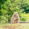 寺家公園と春生まれのニホンザル