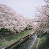 桜　Cherry Blossom