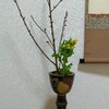 鼓胴を花入に