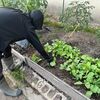 三十日大根になる前にオカンが収穫
