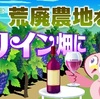 『荒廃地をワイン畑に』って？ジュースじゃダメなの？