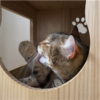 キャットタワーで寛ぐあんころもち特集29