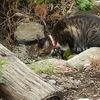 水路にて～愛猫と甲殻類～