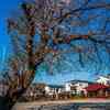 2026年4月10日　撮影散歩で桜を撮影