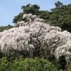 長興山の枝垂桜