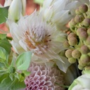 flaughflower
