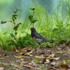 2022.04　クロツグミ (Japanese Thrush)