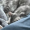 雨の土曜日 とーちゃんの脇でふみふみする先住ネコ