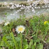 シロバナタンポポと桜🌸