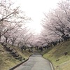 倉敷市 円通寺公園の桜もきれい！(*^^*)　二軒屋商店にも寄りました。