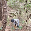 椿油の達人に、椿の実拾いの技を伝授してもらう。