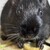 くろごまあん二世 536日目
