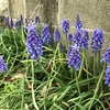 我が家の春の植物＆ホワイトデーでもらった物の記録♪　3月18日（2021）  