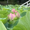 千葉公園　はす祭り