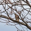 オオタカ幼鳥飛ぶ