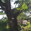 １０３８８回目のブログ更新　がんばる桜