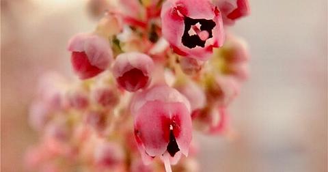 美しい花の画像 これまでで最高のゴールド クレスト 花 言葉