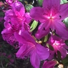 逆光が透過するツツジの花　Azalea flowers through which backlight illuminates 　　