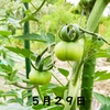 「牛の心臓」トマト栽培日記