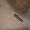 ヘリンボーンやった。