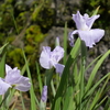 卯辰山花菖蒲園（後編）