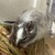 しろごまあん1341日目