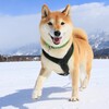 柴犬メルの寒中お見舞い.2