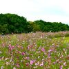 万博記念公園へ♪(ﾟ▽^*)ﾉ⌒☆