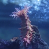 Thorny sea cucumber / ソーニーシーキューカンバー