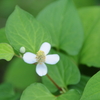 今日の庭から−２(食用ドクダミの花とウズラバタンポポ、斑入りリョウブの花）