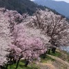 国府町『桜の公園』も桜満開です！