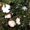 山茶花20250124