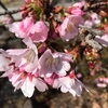 ＃桜咲きだしました