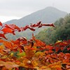 落ち葉の登山道　藻岩山