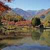 公園の桜