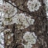 寄り道👣　春満開🎵花満載🌼待ちわびるは桜満開🌸