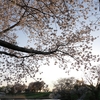 肘曲り池の桜と夕景（群馬県板倉町）