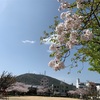 東富田公園🌸桜🌸