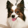 【保存版】愛犬との暮らしがもっと楽しくなる！ 人気記事＆おすすめグッズまとめ🐾