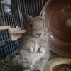デグーさん、仁王立ちをする