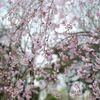 桜の季節がやってきましたね