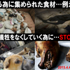 日本が犬肉輸入大国だと知っていますか？日本の動物達の扱いがヤバ過ぎると思ってる方！足を運んで国会議員にアピールしてください！「アジア犬肉紀行」1月28日＆1月30日！参議院議員会館で上映会！ #動物愛護法改正