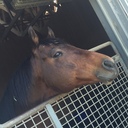 ライターガルのお金を賭けずに楽しむ競馬ブログ