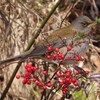 神戸）渦森台→渦森三角公園。綱敷天満宮紅梅三分咲き。シロハラ、ジョウビタキ（メス）、ヤマガラ、コゲラ。