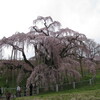 三春町の三春滝桜及びかたくりの里を訪ねて