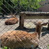 北国ならではの動物達に会いに行こう！札幌円山動物園　その２