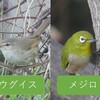 今年も鶯が入りましたあ～🐤