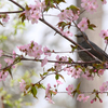 ヒヨドリと桜