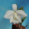 Cattleya pumila f.alba`Yuki' PC/JOS